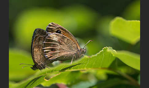 Waldteufel (Erebia aethiops)