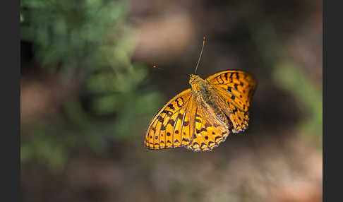 Märzveilchen-Perlmutterfalter (Argynnis adippe)