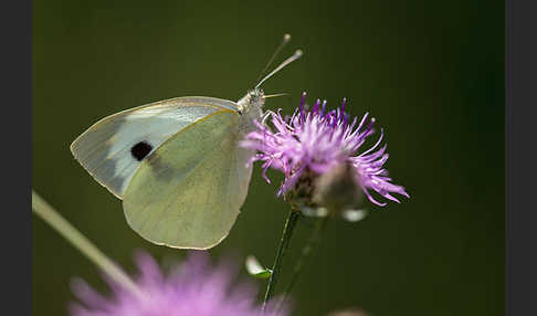 Großer Kohlweißling (Pieris brassicae)