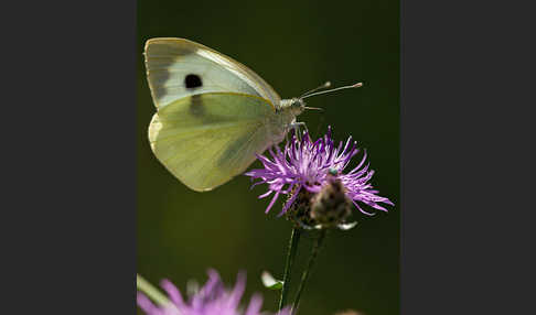 Großer Kohlweißling (Pieris brassicae)