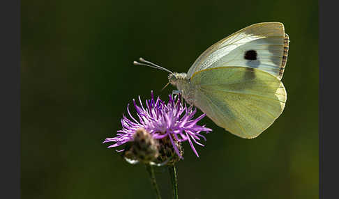 Großer Kohlweißling (Pieris brassicae)