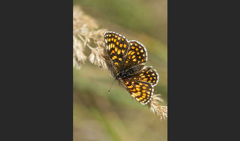 Wachtelweizen-Scheckenfalter (Melitaea athalia)