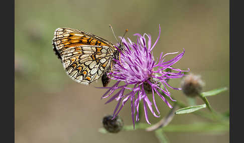 Wachtelweizen-Scheckenfalter (Melitaea athalia)