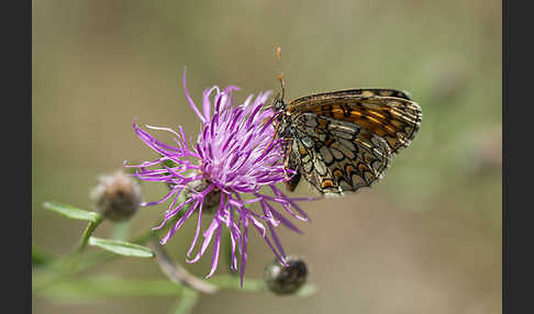 Wachtelweizen-Scheckenfalter (Melitaea athalia)