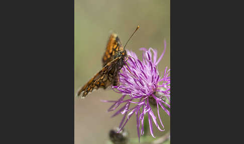 Wachtelweizen-Scheckenfalter (Melitaea athalia)