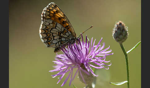 Wachtelweizen-Scheckenfalter (Melitaea athalia)