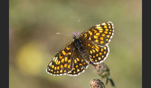 Wachtelweizen-Scheckenfalter (Melitaea athalia)