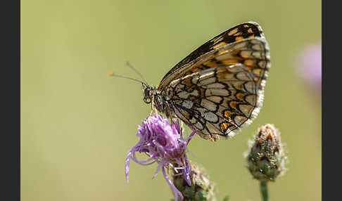 Wachtelweizen-Scheckenfalter (Melitaea athalia)