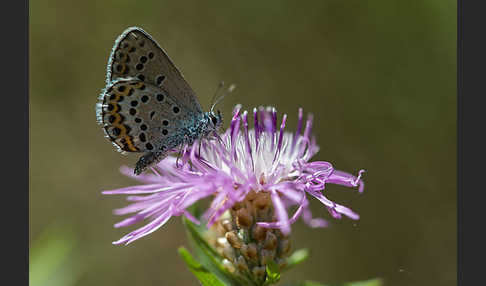 Argus-Bläuling (Plebeius argus)