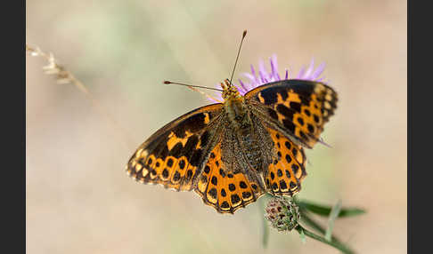 Kleiner Perlmutterfalter (Issoria lathonia)