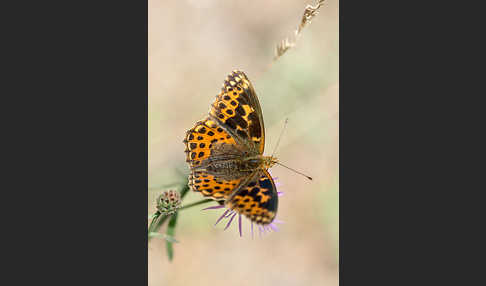 Kleiner Perlmutterfalter (Issoria lathonia)