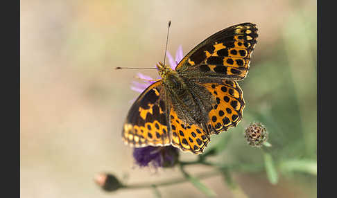 Kleiner Perlmutterfalter (Issoria lathonia)