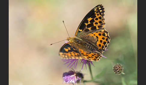 Kleiner Perlmutterfalter (Issoria lathonia)