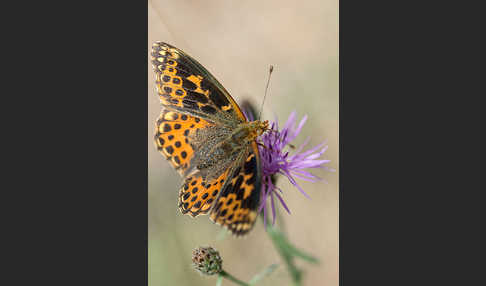 Kleiner Perlmutterfalter (Issoria lathonia)