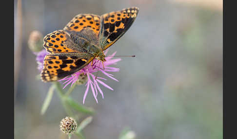 Kleiner Perlmutterfalter (Issoria lathonia)