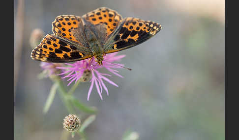 Kleiner Perlmutterfalter (Issoria lathonia)