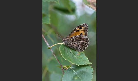 Rostbinde (Hipparchia semele)