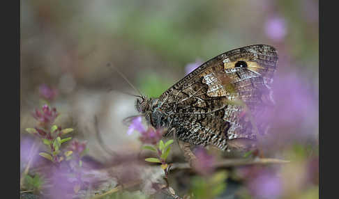 Rostbinde (Hipparchia semele)