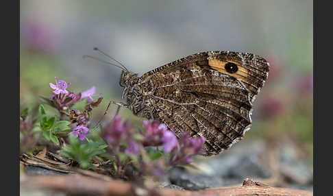 Rostbinde (Hipparchia semele)