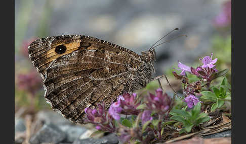 Rostbinde (Hipparchia semele)