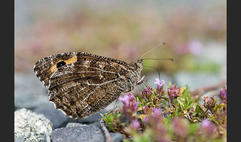 Rostbinde (Hipparchia semele)