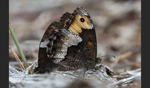 Kleiner Waldportier (Hipparchia hermione)