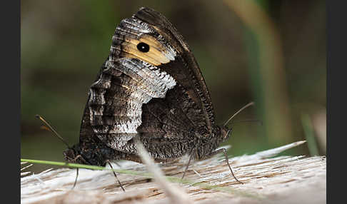 Kleiner Waldportier (Hipparchia hermione)