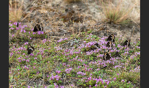 Kleiner Waldportier (Hipparchia hermione)