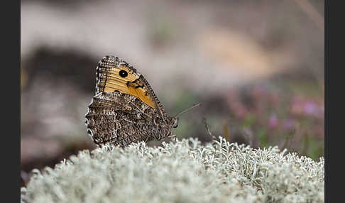 Rostbinde (Hipparchia semele)