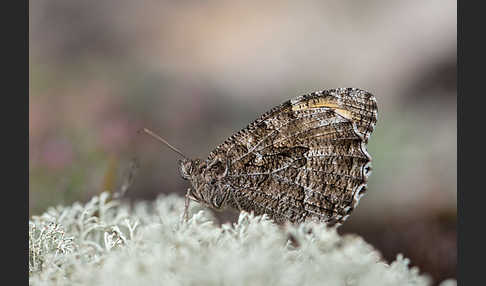 Rostbinde (Hipparchia semele)