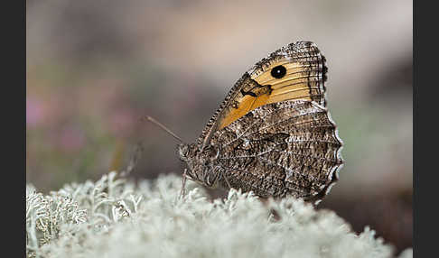 Rostbinde (Hipparchia semele)