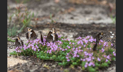 Kleiner Waldportier (Hipparchia hermione)