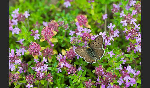 Schwefelvögelchen (Lycaena tityrus)