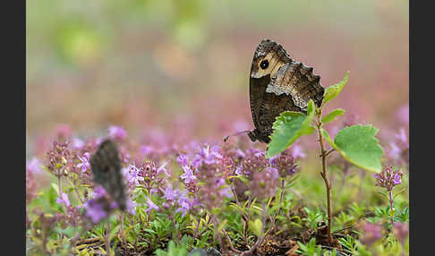 Kleiner Waldportier (Hipparchia hermione)