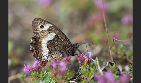 Kleiner Waldportier (Hipparchia hermione)