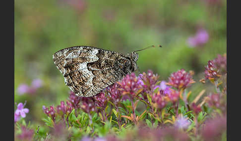 Kleiner Waldportier (Hipparchia hermione)