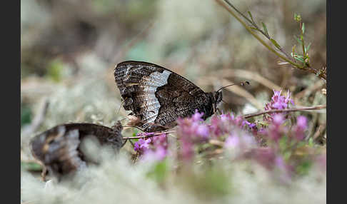 Kleiner Waldportier (Hipparchia hermione)