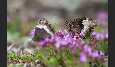 Kleiner Waldportier (Hipparchia hermione)