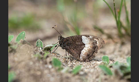 Kleiner Waldportier (Hipparchia hermione)