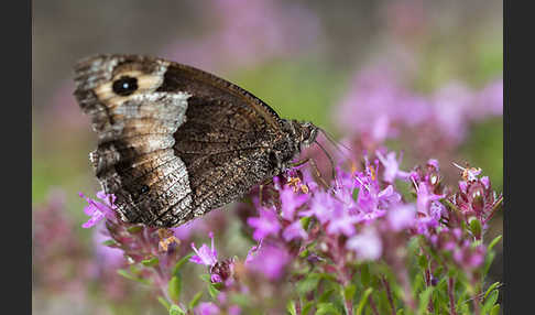 Kleiner Waldportier (Hipparchia hermione)