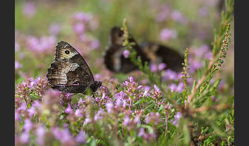 Kleiner Waldportier (Hipparchia hermione)