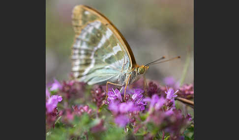 Kaisermantel (Argynnis paphia)