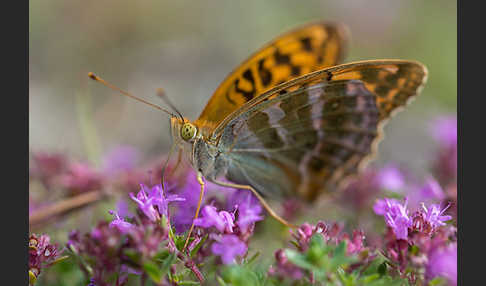 Kaisermantel (Argynnis paphia)