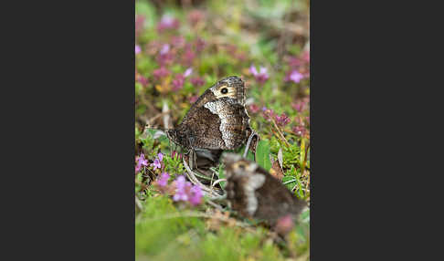 Kleiner Waldportier (Hipparchia hermione)