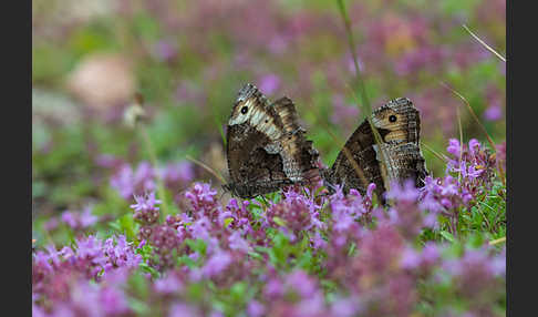 Kleiner Waldportier (Hipparchia hermione)