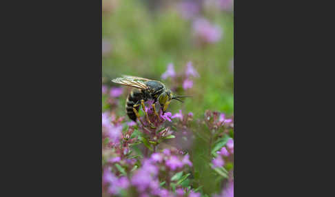 Kreiselwespe (Bembix rostrata)