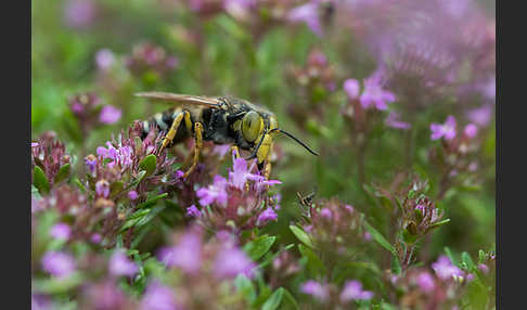 Kreiselwespe (Bembix rostrata)