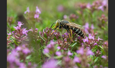 Kreiselwespe (Bembix rostrata)