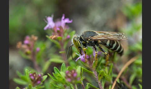 Kreiselwespe (Bembix rostrata)