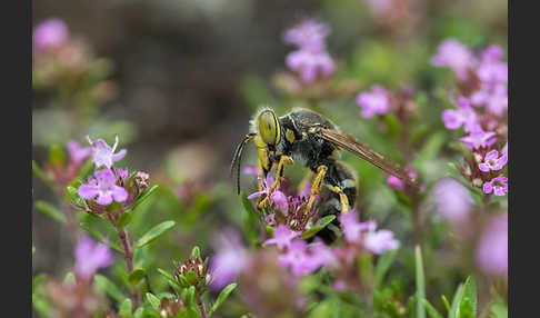 Kreiselwespe (Bembix rostrata)